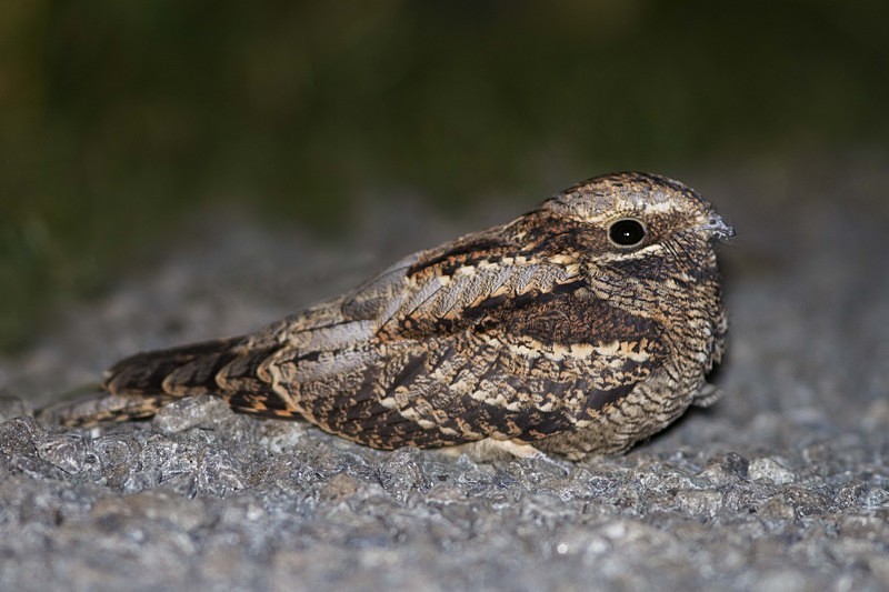 Nightjar - Nightjars