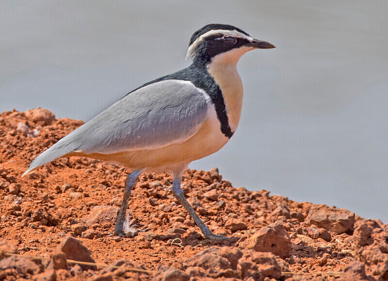 Egyptian Plover - The Gambia Nov/Dec 2023