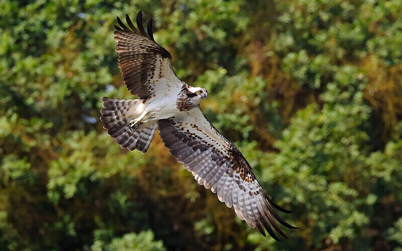 Osprey - The Gambia Januarry 2026