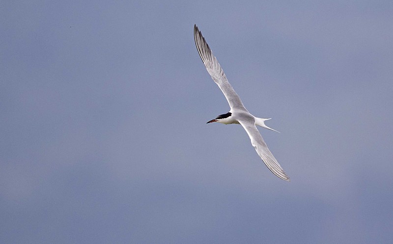 Common Tern - Lesvos 2015