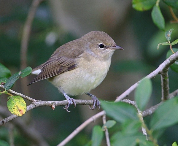 Garden Warbler - Warblers