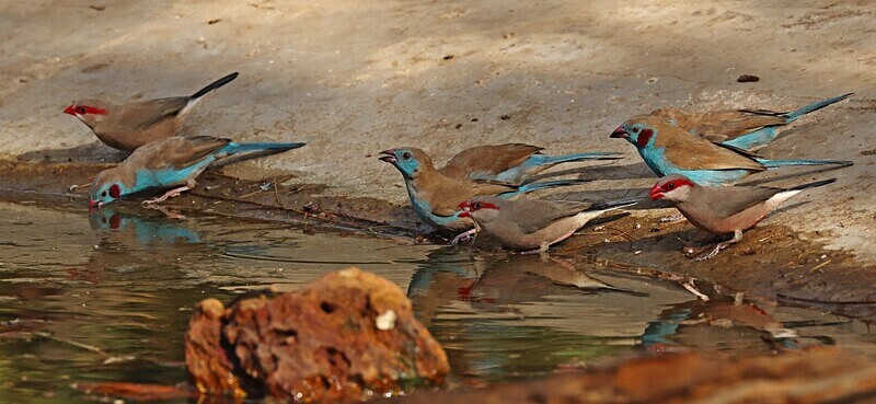 Black Rumped Waxbill and Red Cheecked Cordon-bleu - The Gambia Januarry 2026