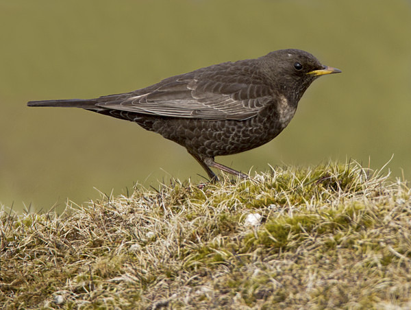 Female Ring Ouzel - Thrushes & Ouzels