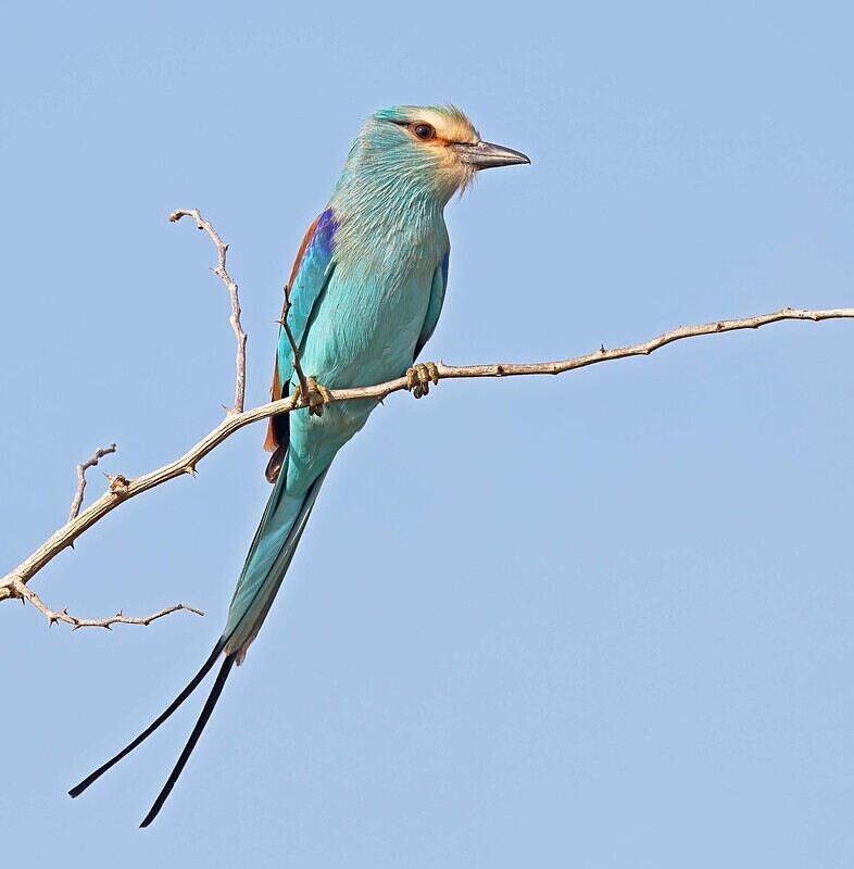 Abyssinian Roller - The Gambia Januarry 2026