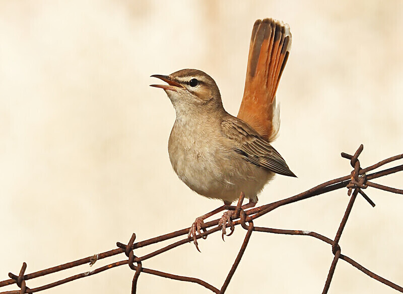 Rufous Scrub Robin - Lesvos 2025
