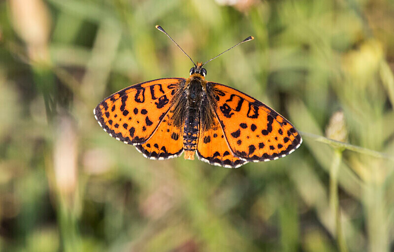 Pearl-bordered Fritillary - Bulgaria and Romania 2019