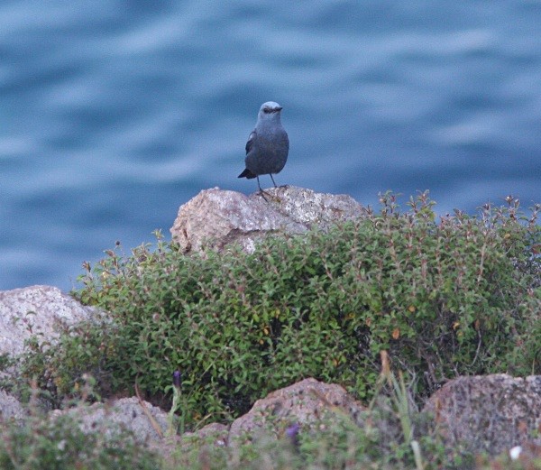 Blue Rock Thrush - Lesvos 2011