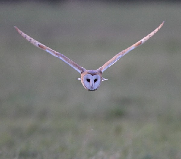 Barn Owl - Norfolk, Autumn 2011