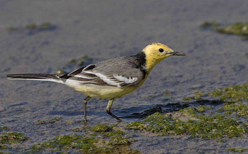 Citrine Wagtail - Lesvos 2015