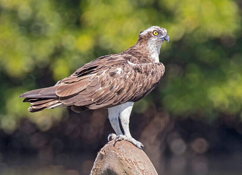 Osprey - The Gambia Nov/Dec 2023