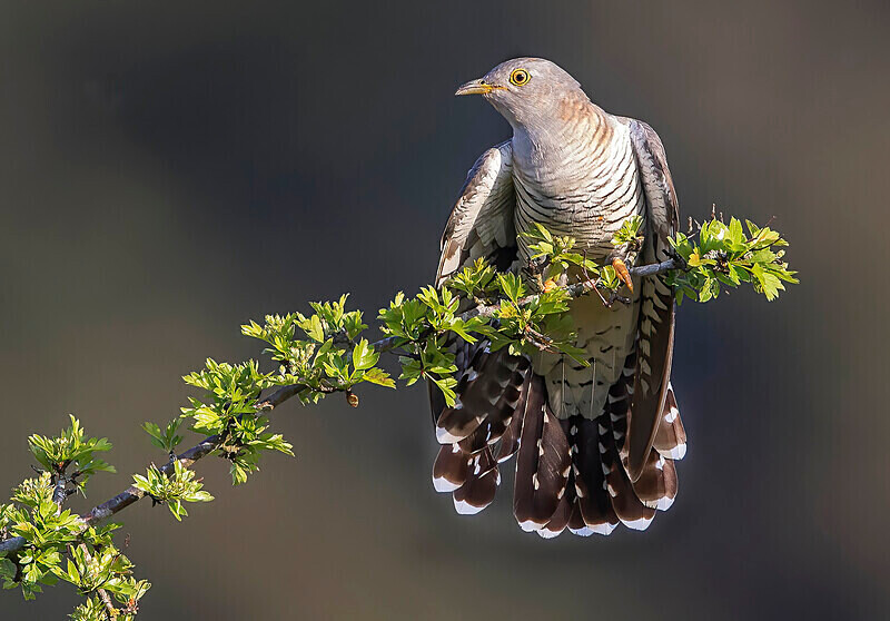 Female Cuckoo - Selection Box