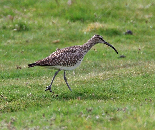 Whimbrel - Waders and Plovers