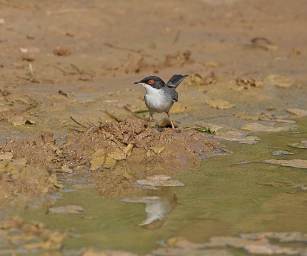 Sardinian Warbler - Morocco Birds