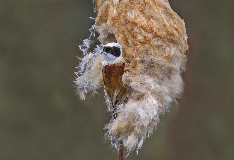 Male Penduline Tit - Penduline Tit
