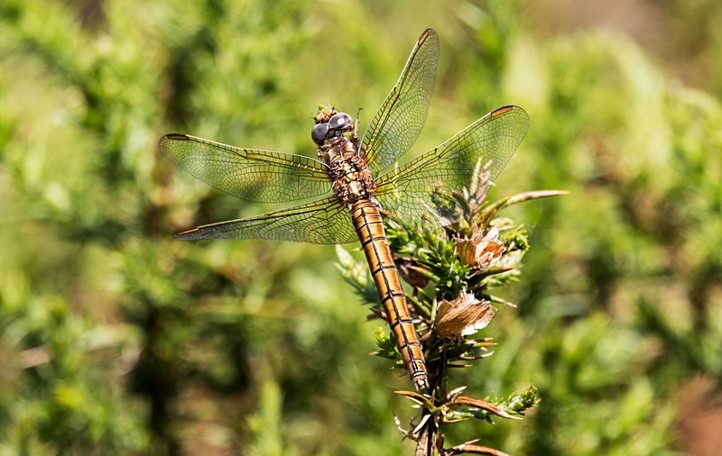 Keeled Skimmer (F) - Dragonflies and Damselflies