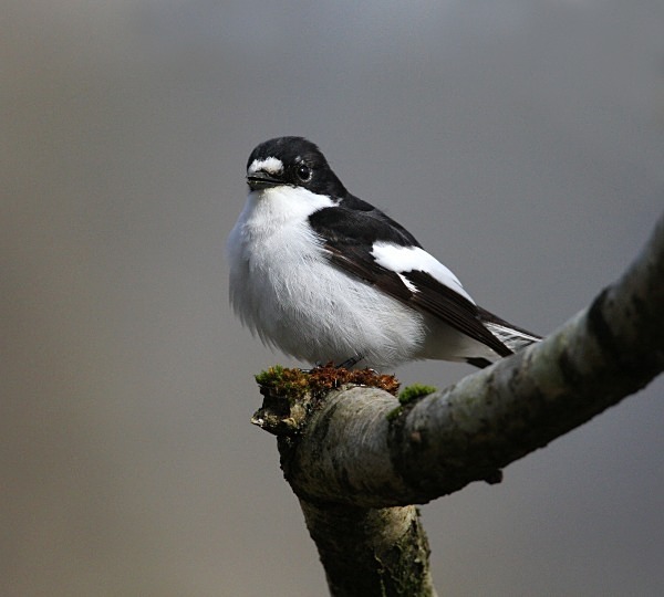 Pied Flycatcher - Flycatchers