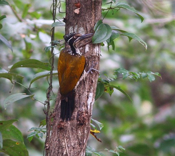 Greater Flameback - Indian Birds