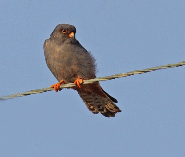 Red Footed Falcon - Cyprus Birds
