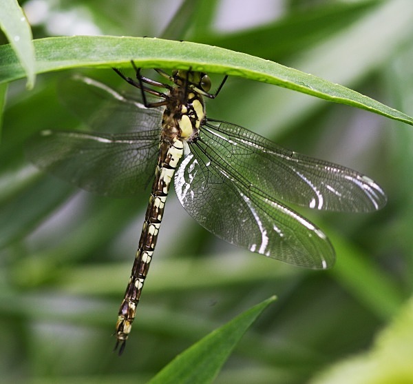 Common Hawker - Dragonflies and Damselflies