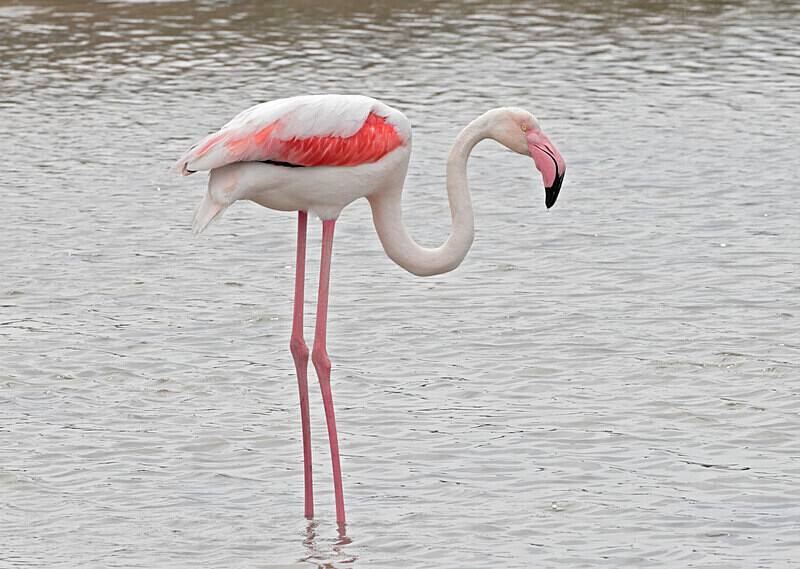 Flamingo - Lesvos 2025