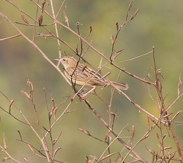 Fan Tailed  Warbler - Indian Birds