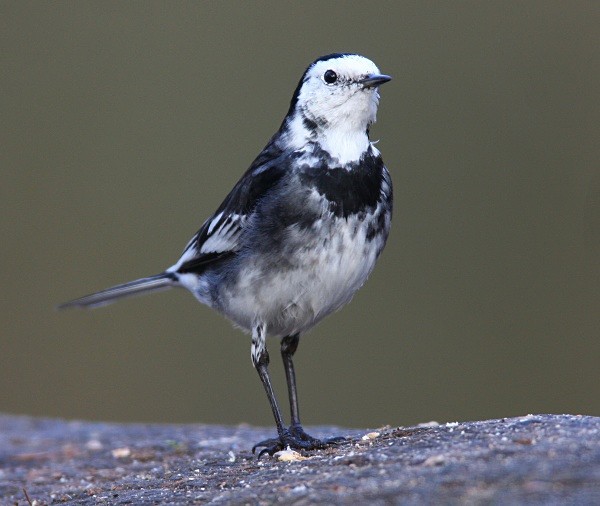 Pied Wagtail - Dippers, Kingfishers & Wagtails