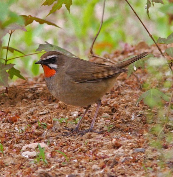 Siberian Rubythroat - China Birds