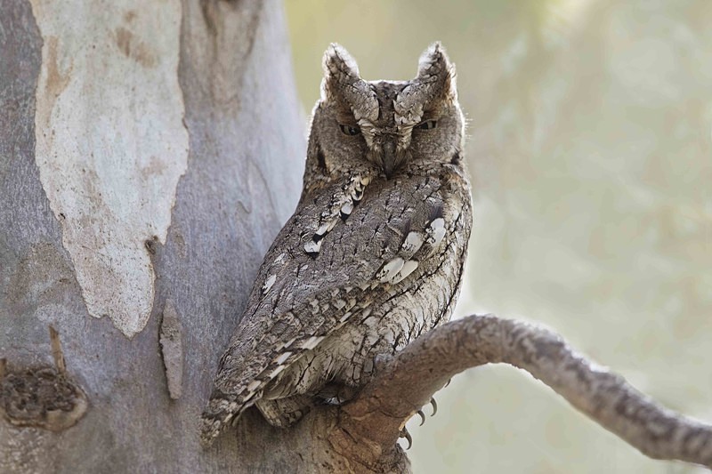 Scops Owl - Lesvos 2015