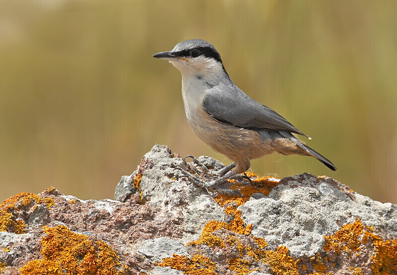 Rock Nuthatch - Lesvos 2025