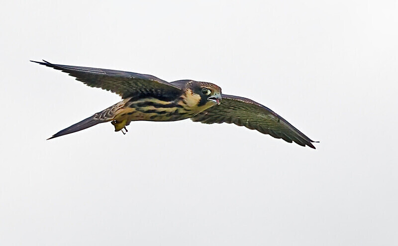 Hobby - Owls, Raptors, Corvids & Doves