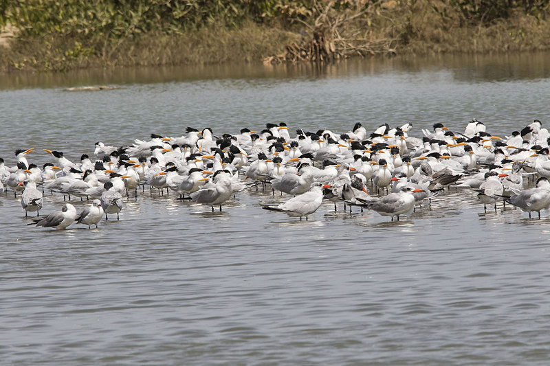 Caspian and Royal Terns. - The Gambia 2018