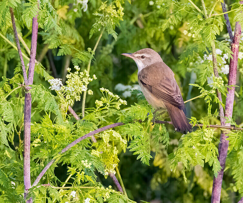 Great Reed Warbler. - Lesvos April/May 2023
