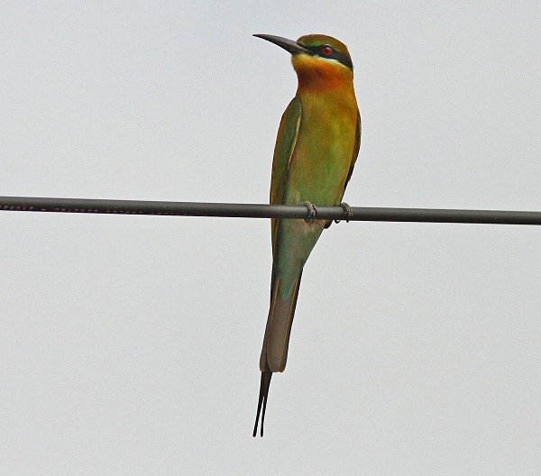Blue Tailed Bee Eater - Indian Birds