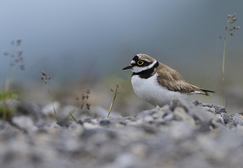 Little Ringed Plover - Waders and Plovers