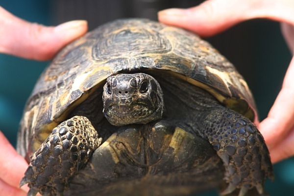 Spur Thighed Tortoise (Lesvos) - From around the world