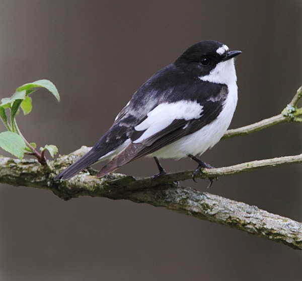 Pied Flycatcher - Flycatchers
