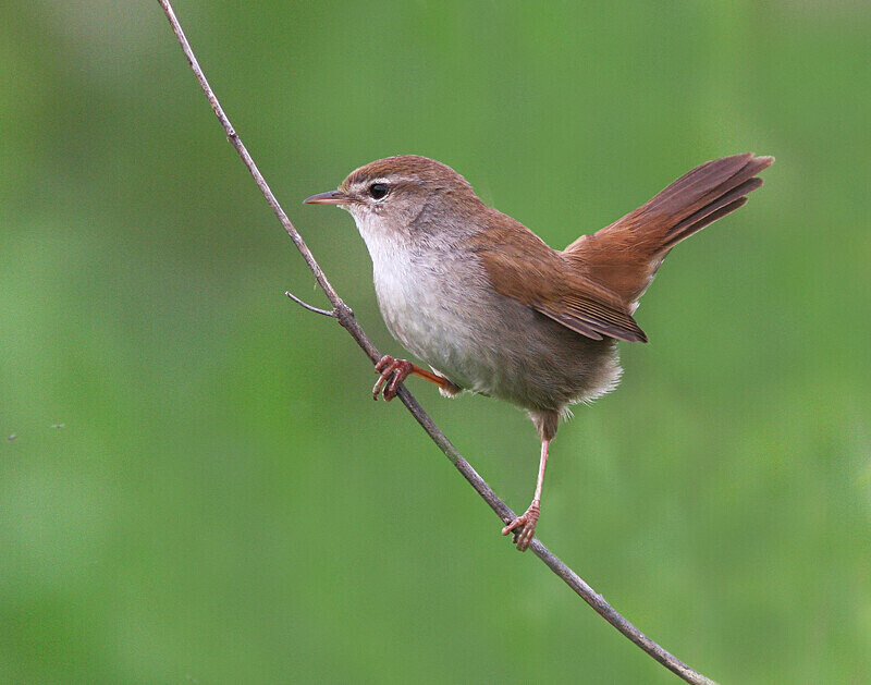 Cettis Warbler - Selection Box