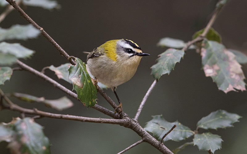 Firecrest - Mallorca