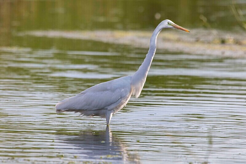 Great Egret - Lesvos May 2022