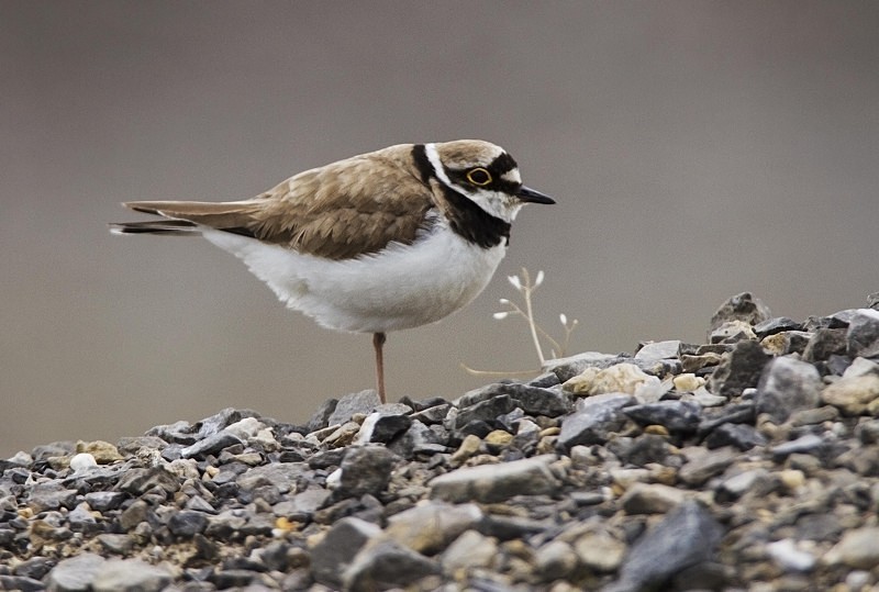 Little Ringed Plover - Waders and Plovers