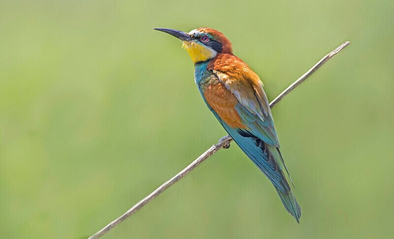 European Bee-eater - Bulgaria and Romania 2019