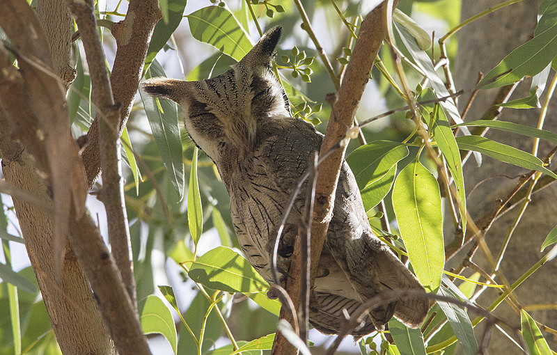 African Scops Owl. - The Gambia 2018