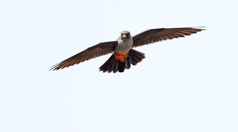 Red Footed Falcon - Lesvos 2025
