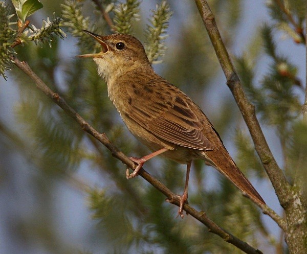 Grasshopper Warbler - Warblers