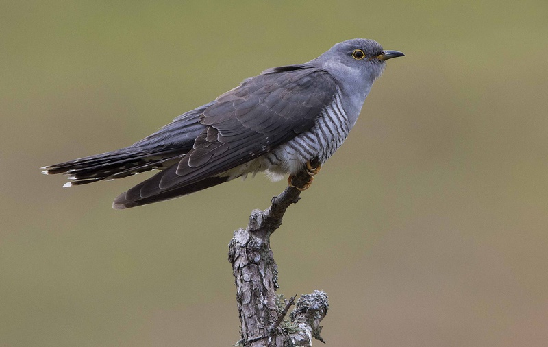 Male Cuckoo - Cuckoos