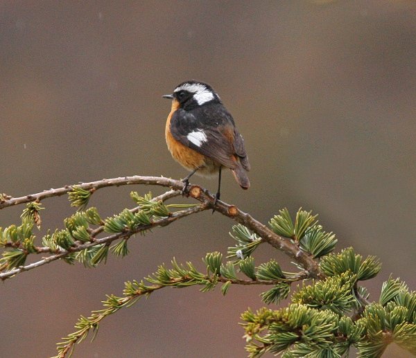 Mousiers Redstart - Morocco Birds