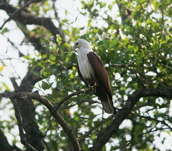 Brahminy Kite - Indian Birds