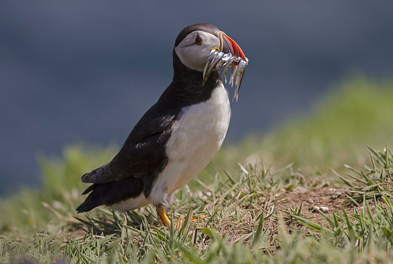 Puffin - Skomer Island July 2014