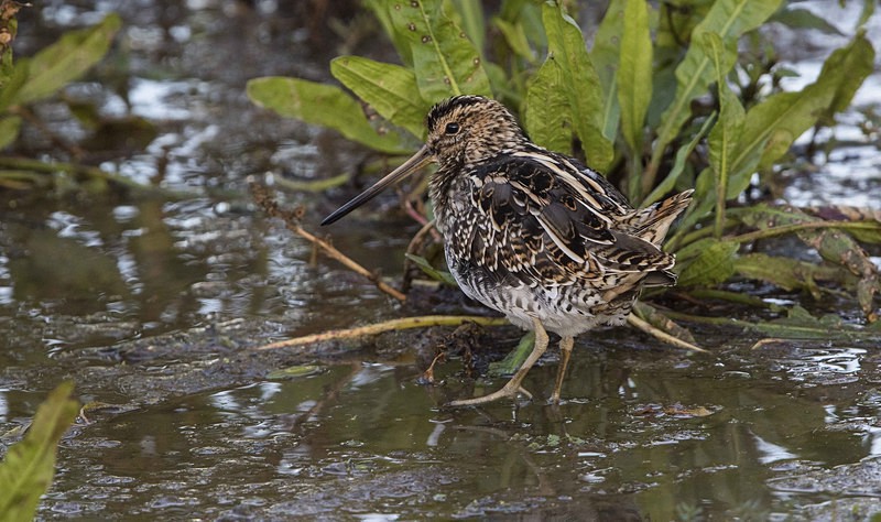 Common Snipe - Norfolk Autumn 2016