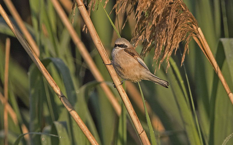 Penduline Tit - Lesvos 2015